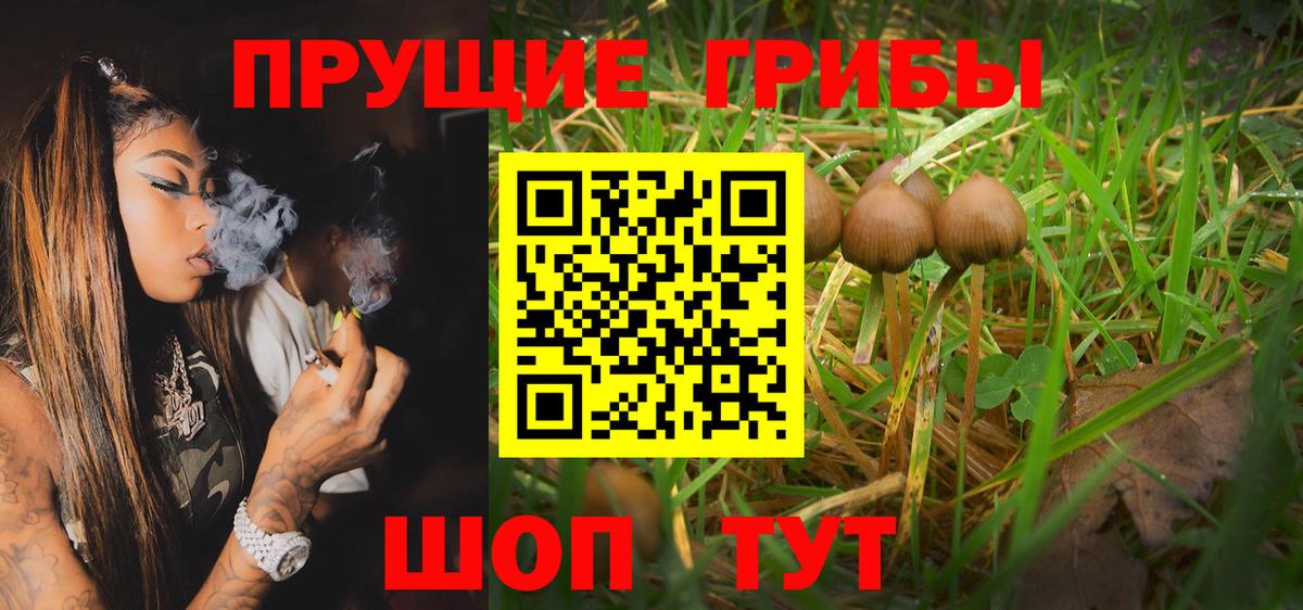 Псилоцибиновые грибы мицелий Гурьевск